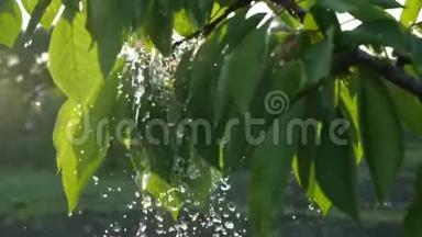 水滴在阳光下缓慢地沿着一棵美丽的树流下来。 一个人正在从一棵树上浇水